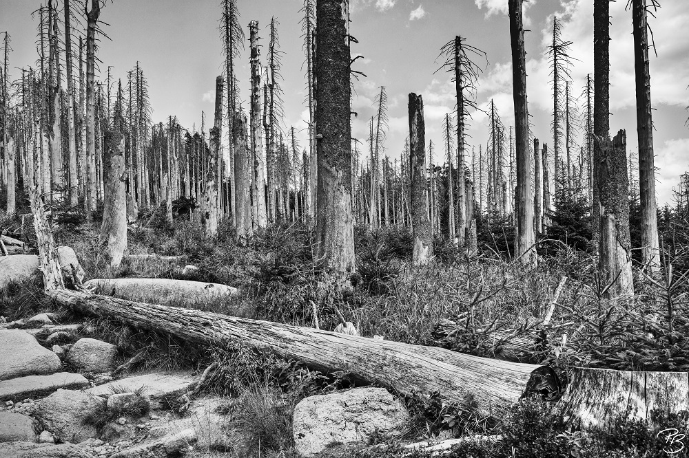 Spruce burial ground