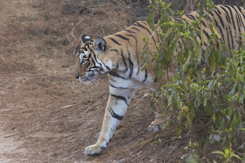 Indischer Tiger in freier Natur