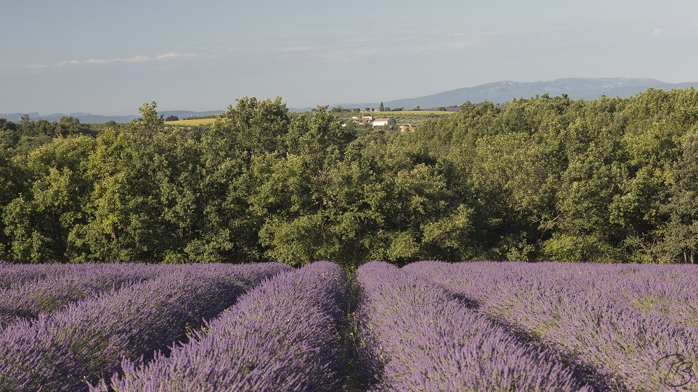 Valensole