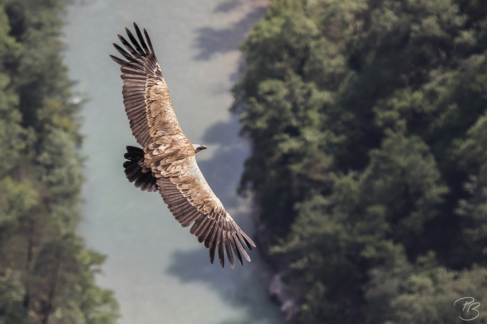 Gänsegeier über der Verdonschlucht