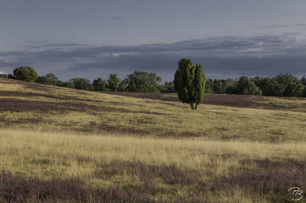 Abend in der Heide