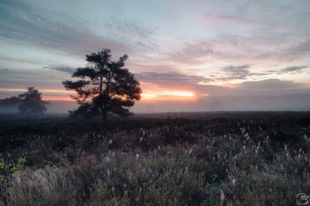 Mehlinger Heide