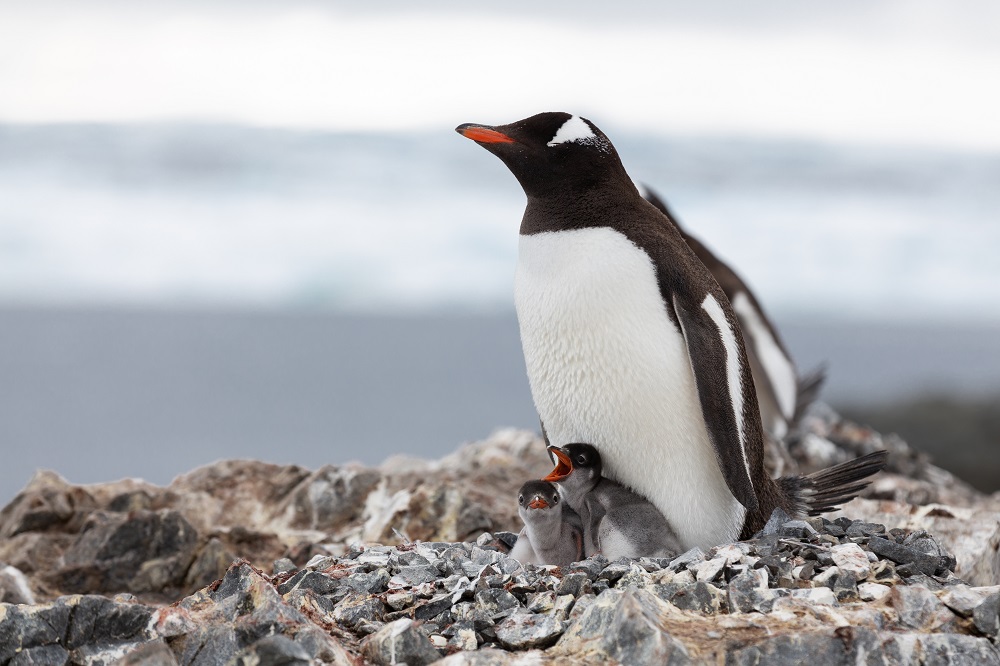 Gentoo-Nachwuchs in der Antarktis