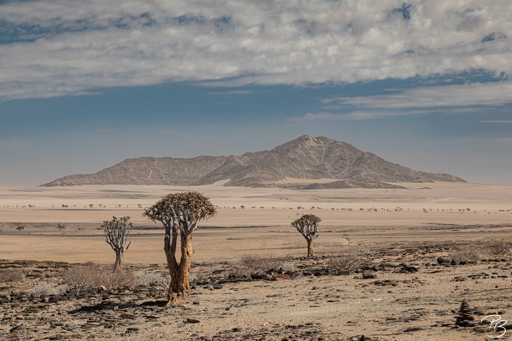 Köcherbäume Afrika