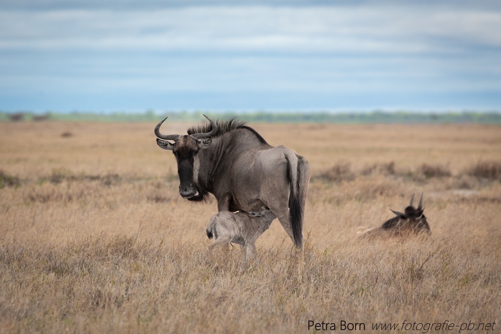 Gnu-Familie in den Salzpfannen von Makgadikgadi