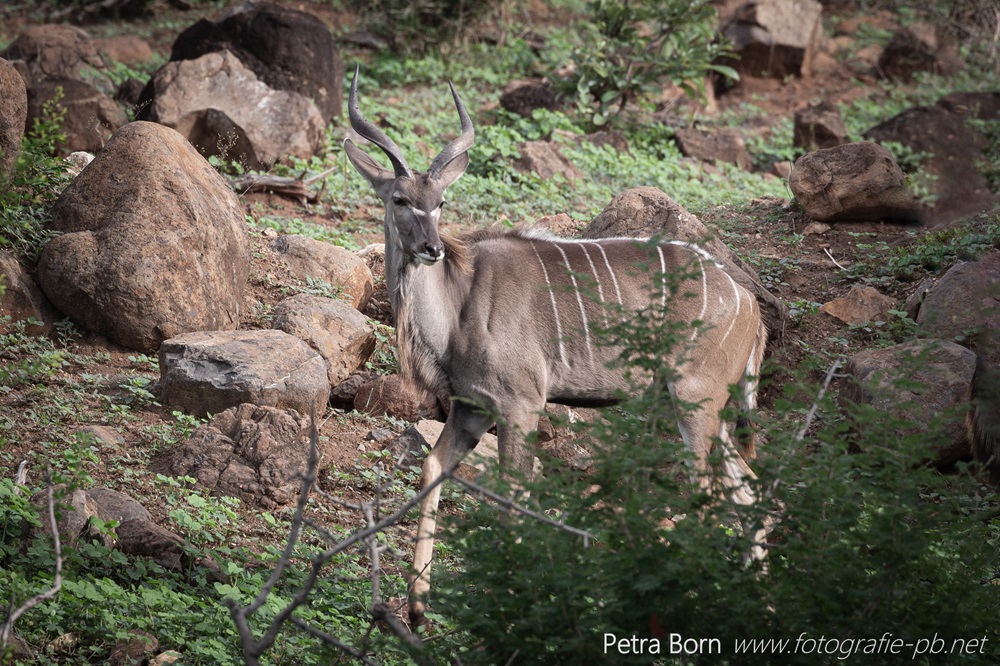 Kudu