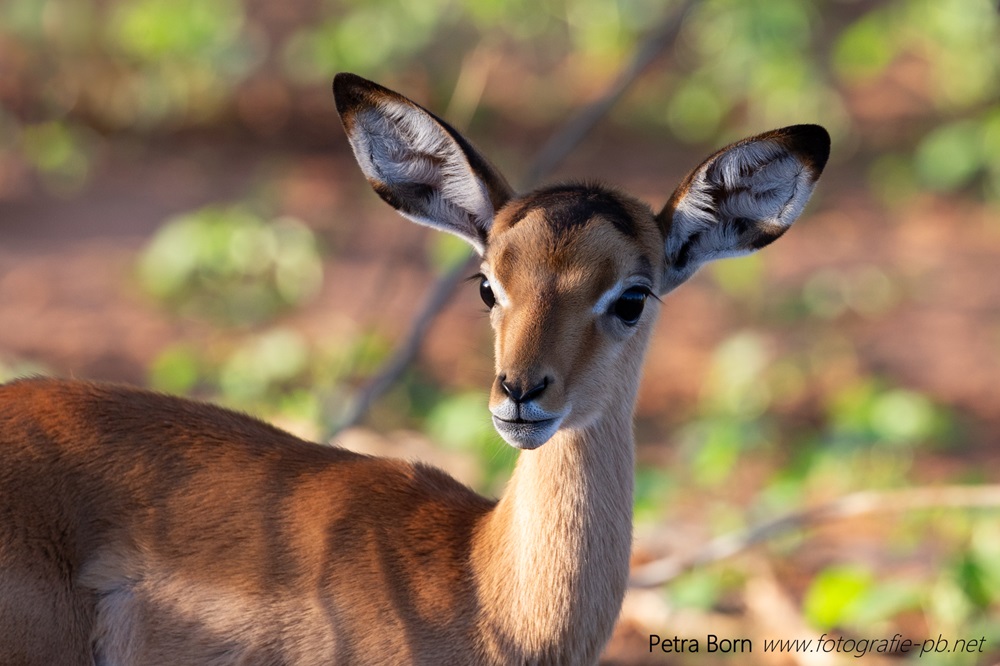 Impala