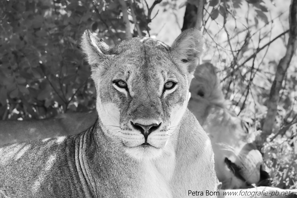 Lilly, Botswana