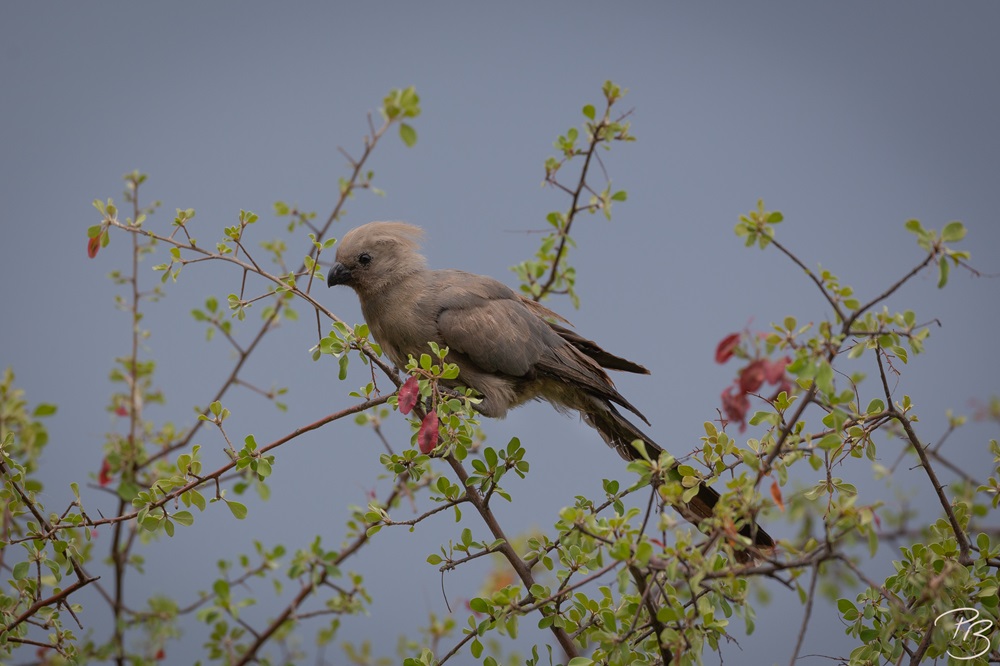 Mausvogel, Afrika