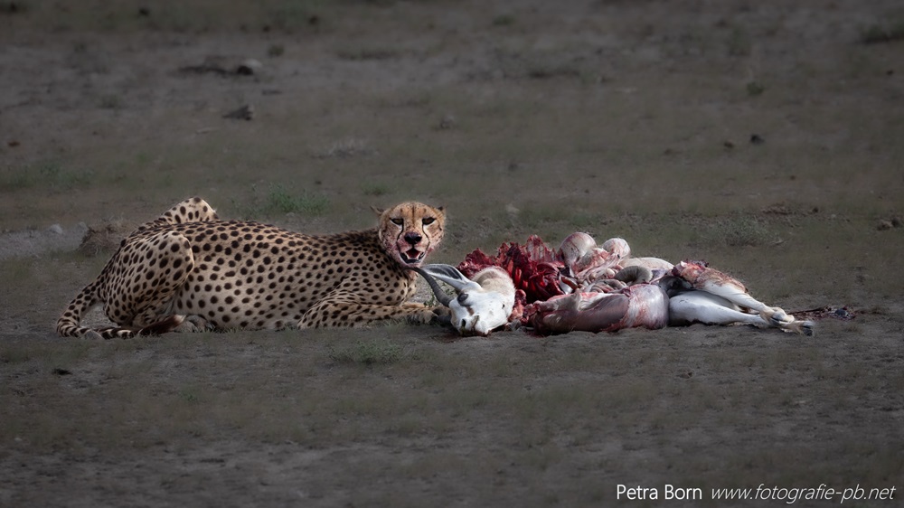 Gepard mit Springbock