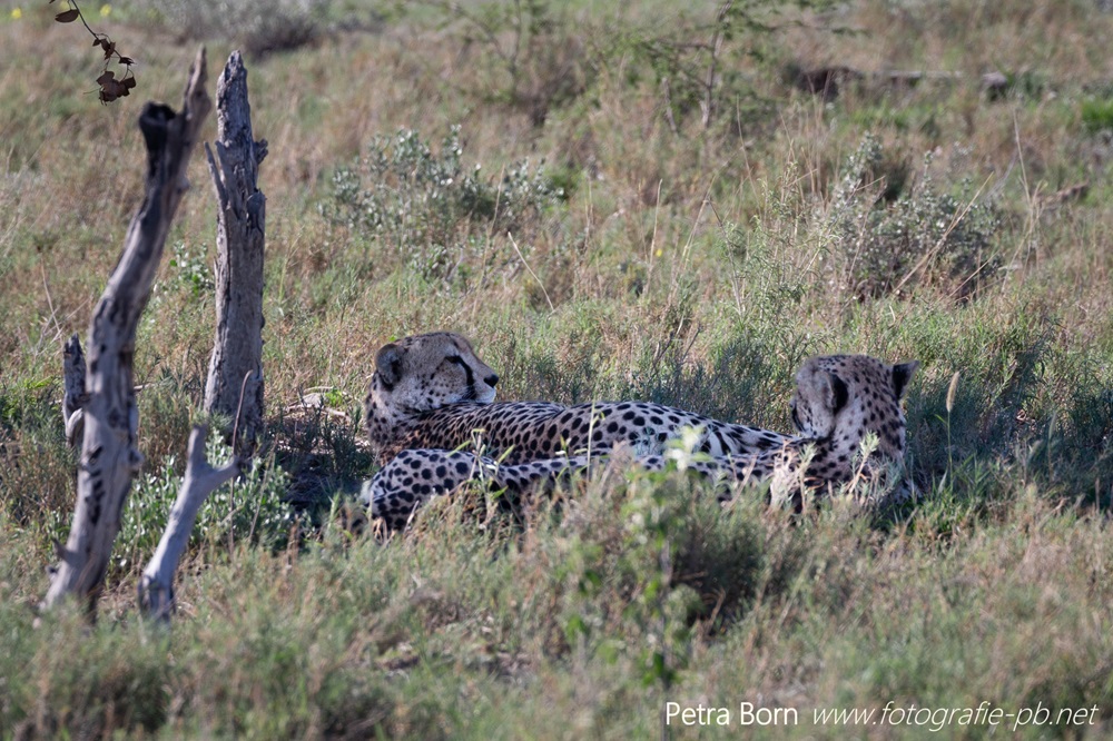 Siesta bei den Leoparden