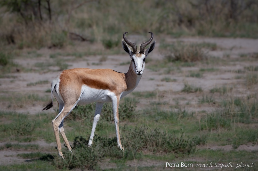 Springbock