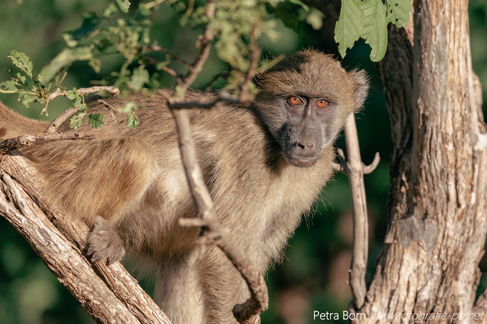 Little Baboon in Chobe