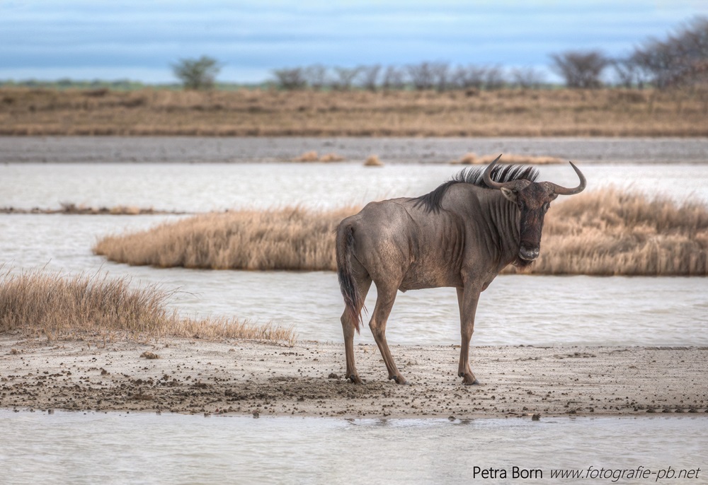 In den Makgadikgadi-Salzpfannen Botswana