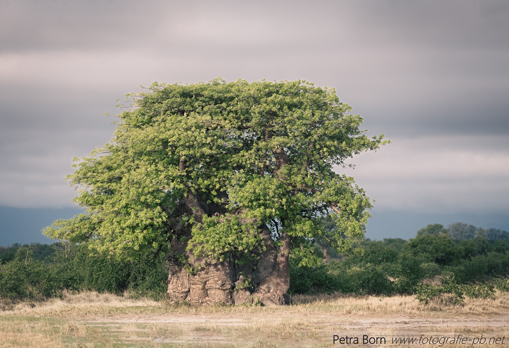 Baobab in den Makgadikgadi-Salzpfannen