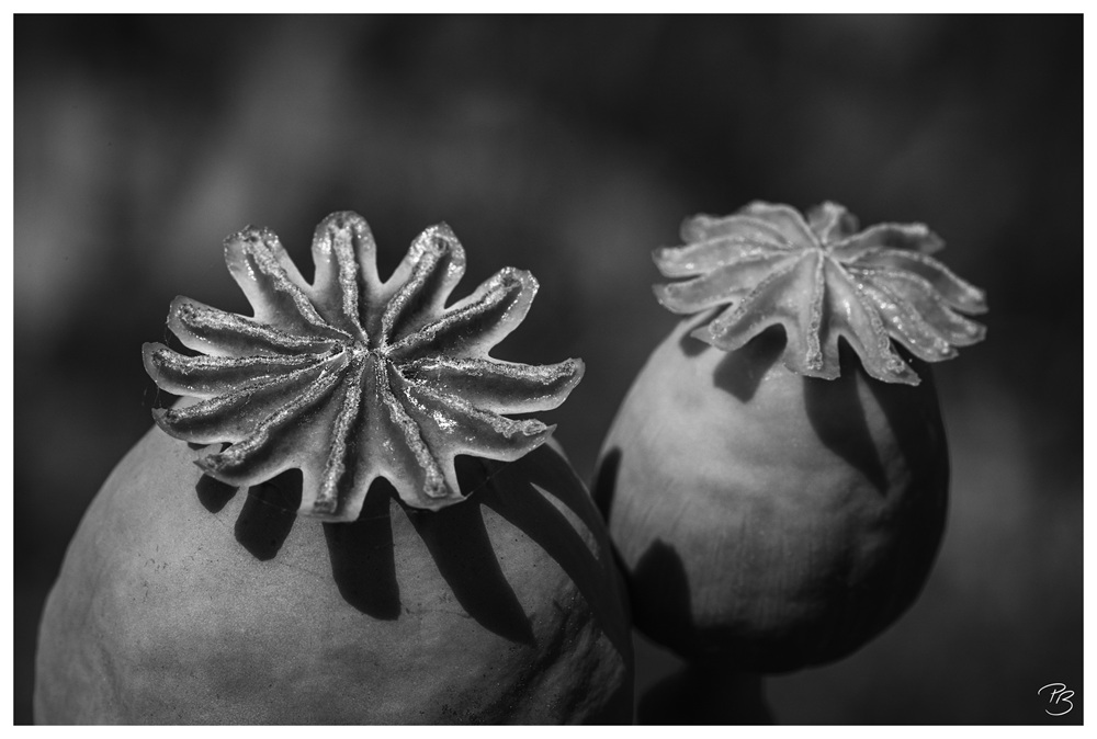 Frucht