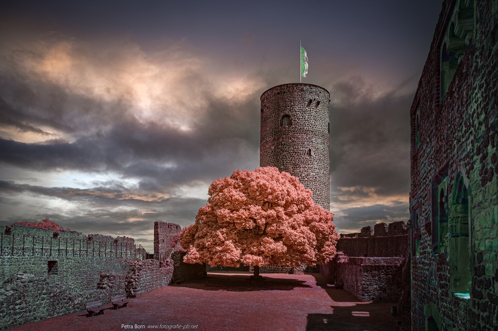 Tilia
