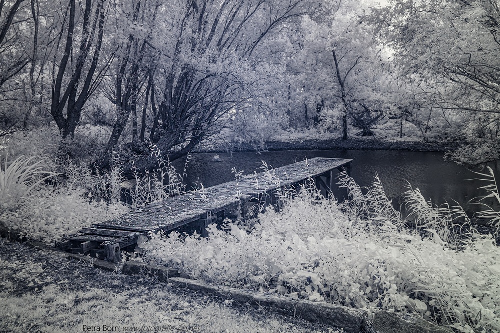 Abandoned Garden
